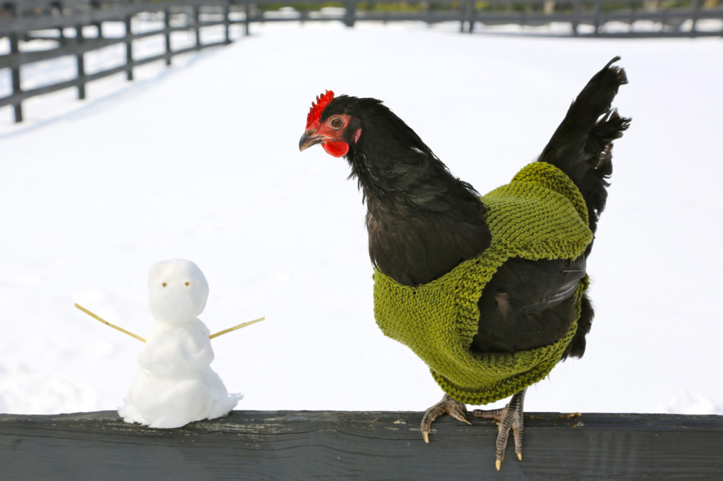 Corn for Chickens and Other Chicken Myths Backyard Poultry